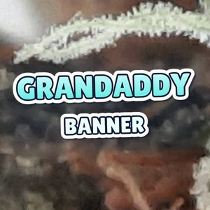 Grandaddy Banner Cannabis Strain