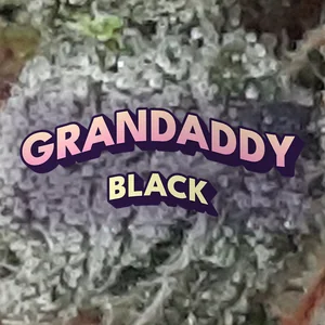 Grandaddy Black Cannabis Strain