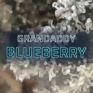 Grandaddy Blueberry Cannabis Strain