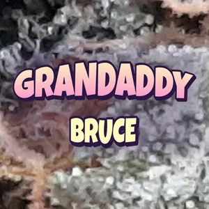 Grandaddy Bruce Cannabis Strain