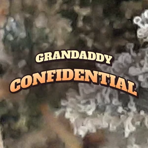 Grandaddy Confidential Cannabis Strain