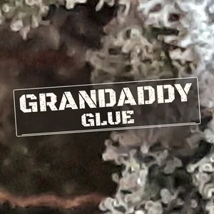 Grandaddy Glue Cannabis Strain