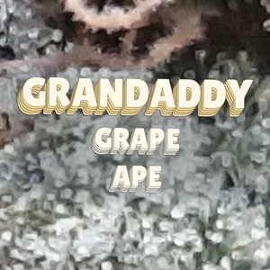Grandaddy Grape Ape Cannabis Strain