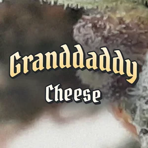 Granddaddy Cheese Cannabis Strain