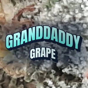 Granddaddy Grape Cannabis Strain