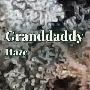 Granddaddy Haze Cannabis Strain