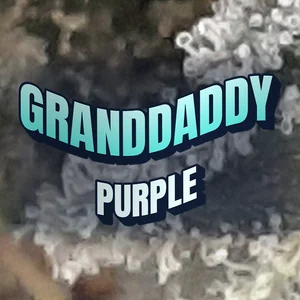 Granddaddy Purple Cannabis Strain