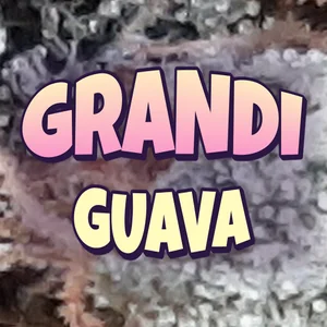 Grandi Guava Cannabis Strain