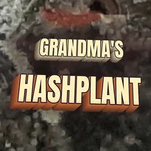 Grandma's Hashplant Cannabis Strain