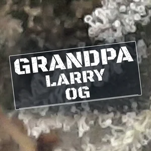 Grandpa Larry OG Cannabis Strain