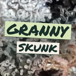 Granny Skunk Cannabis Strain