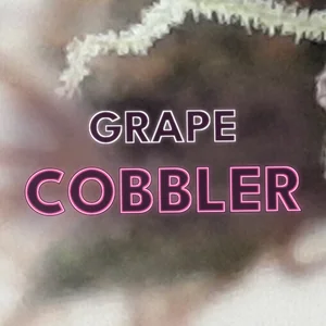 Grape Cobbler Cannabis Strain