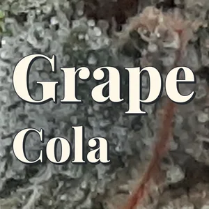 Grape Cola Cannabis Strain
