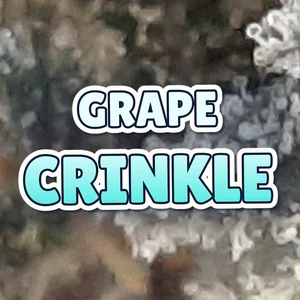 Grape Crinkle Cannabis Strain