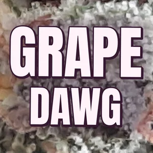 Grape Dawg Cannabis Strain