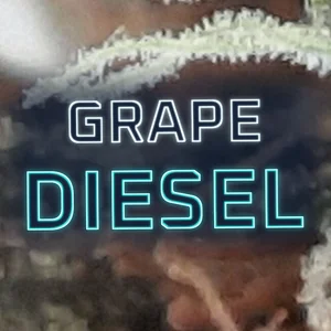 Grape Diesel Cannabis Strain