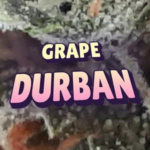 Grape Durban Cannabis Strain