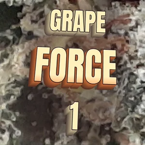 Grape Force 1 Cannabis Strain