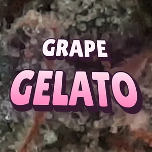 Grape Gelato Cannabis Strain