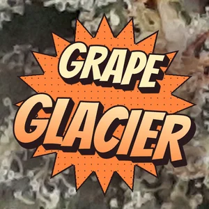 Grape Glacier Cannabis Strain