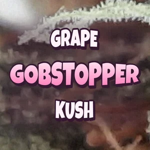 Grape Gobstopper Kush Cannabis Strain