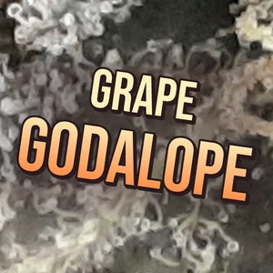 Grape Godalope Cannabis Strain