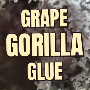 Grape Gorilla Glue Cannabis Strain