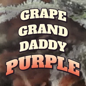 Grape Grand Daddy Purple Cannabis Strain