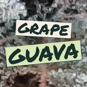 Grape Guava Cannabis Strain