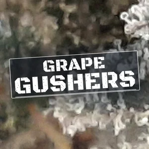 Grape Gushers Cannabis Strain