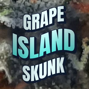 Grape Island Skunk Cannabis Strain