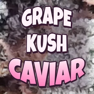 Grape Kush Caviar Cannabis Strain