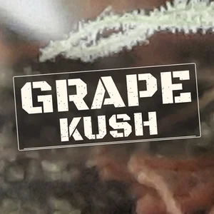 Grape Kush Cannabis Strain