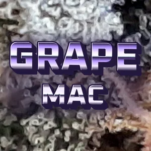 Grape MAC Cannabis Strain