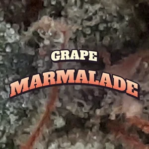 Grape Marmalade Cannabis Strain
