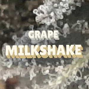 Grape Milkshake Cannabis Strain