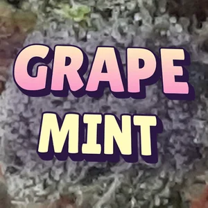 Grape Mint Cannabis Strain