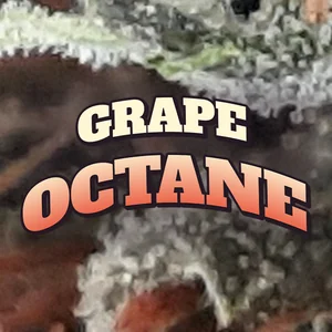 Grape Octane Cannabis Strain
