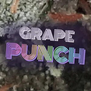 Grape Punch Cannabis Strain