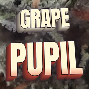 Grape Pupil Cannabis Strain
