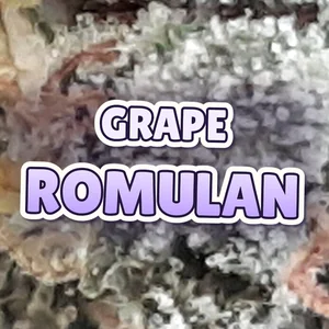 Grape Romulan Cannabis Strain