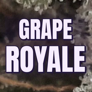 Grape Royale Cannabis Strain