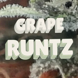 Grape Runtz Cannabis Strain