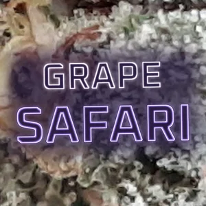Grape Safari Cannabis Strain