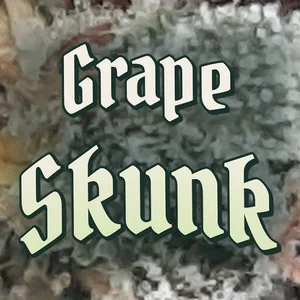 Grape Skunk Cannabis Strain