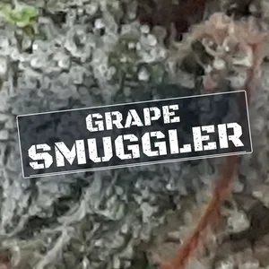 Grape Smuggler Cannabis Strain