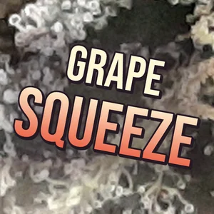 Grape Squeeze Cannabis Strain