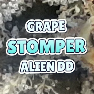 Grape Stomper Alien DD Cannabis Strain