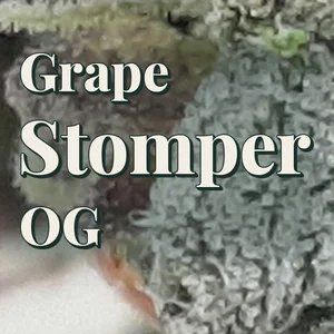 Grape Stomper OG Cannabis Strain