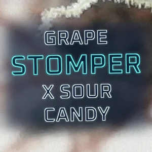 Grape Stomper x Sour Candy Cannabis Strain